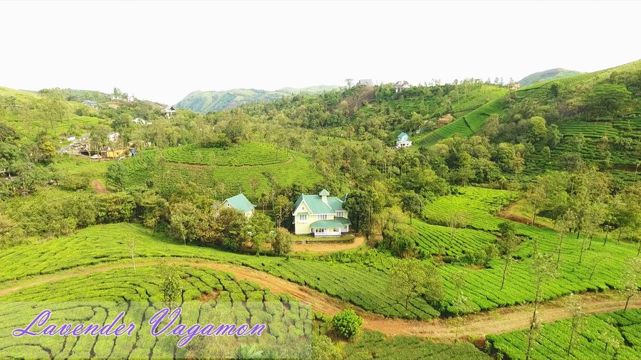 lavender vagamon