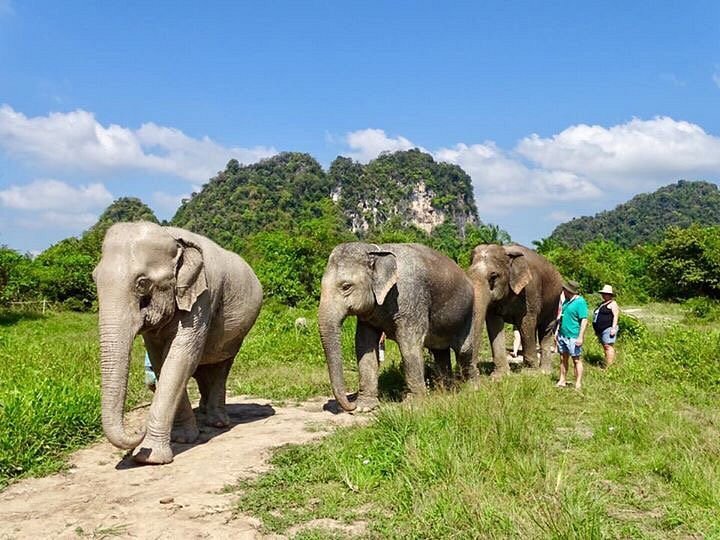 Krabi Elephant Sanctuary image