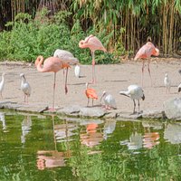 Flamingi i ibisy pod wolierą w Grugaparku