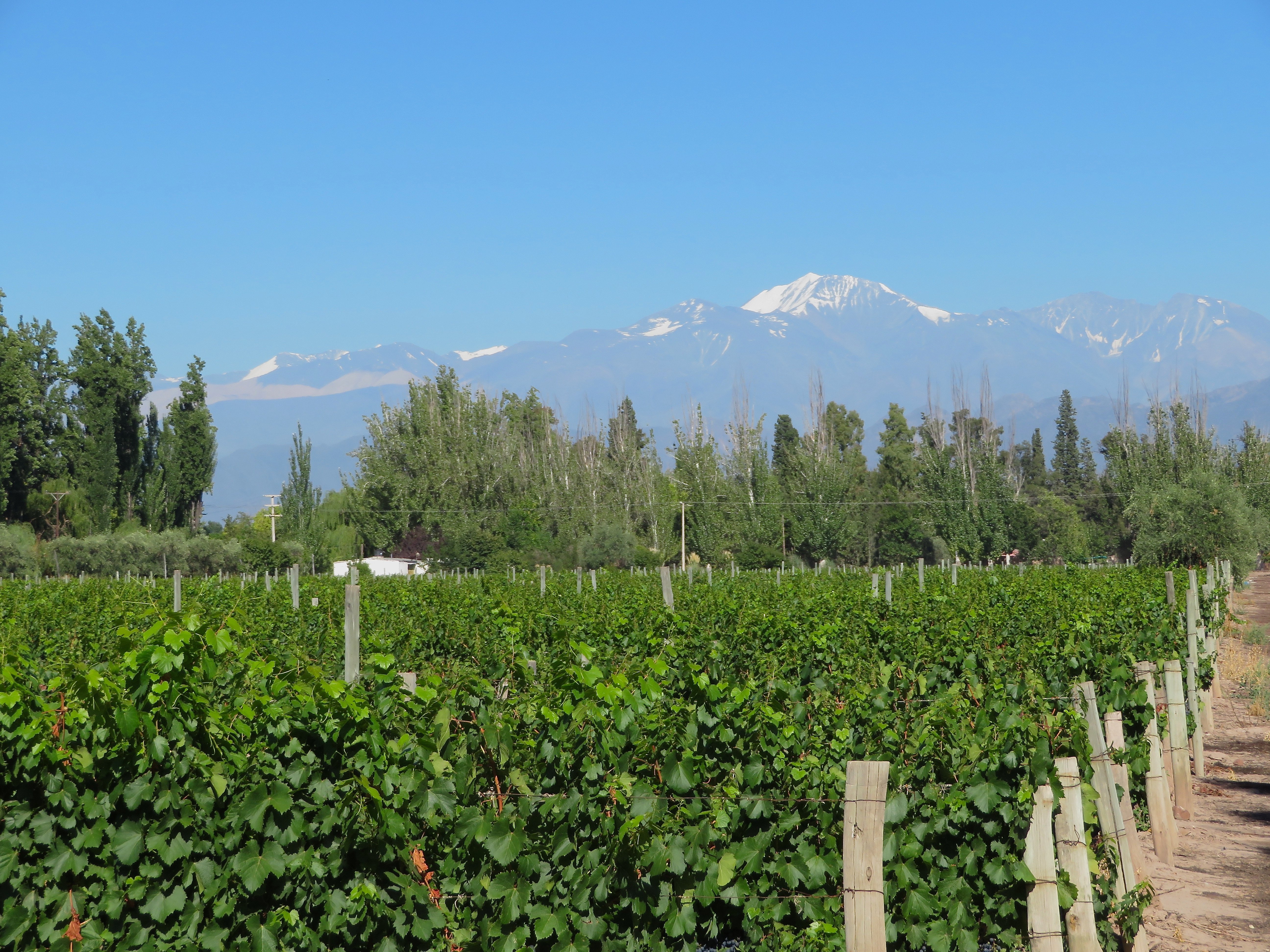 Bodega Familia Cassone (Lujan De Cuyo) - 2022 Alles Wat U Moet Weten ...