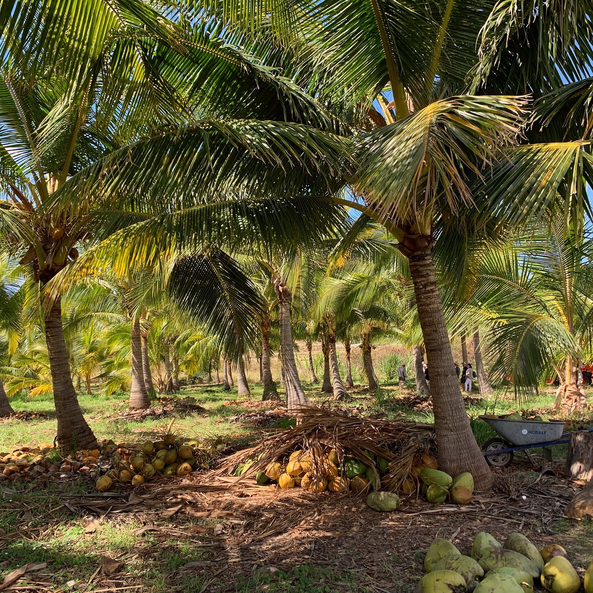 punakea palms  Coconut-palms
