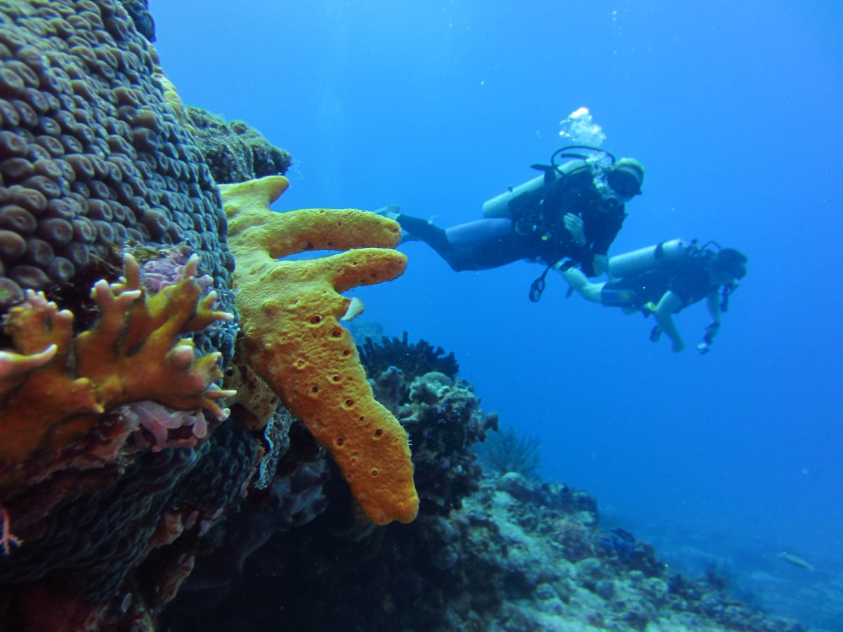 manati divers tulum