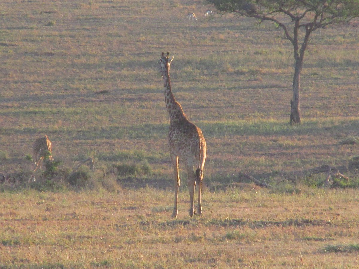 Lets View Tanzania Kilimanjaro National Park All You Need To Know