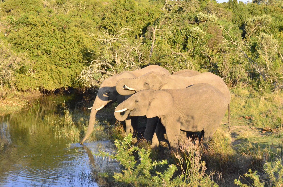 Lalibela Game Reserve Kichaka Lodge Bar or Lounge: Pictures & Reviews ...