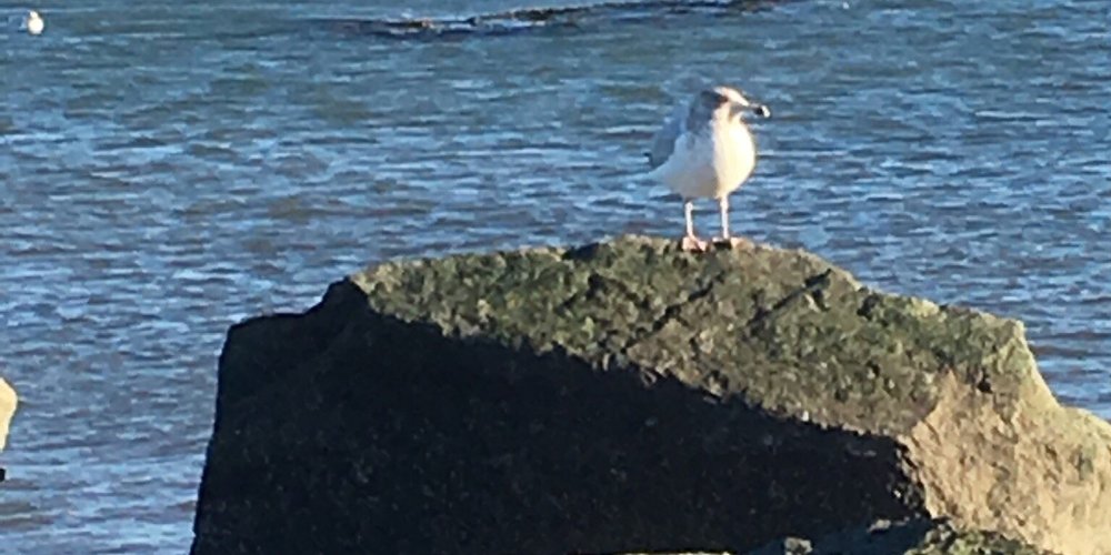 Brant Rock 2022: Best of Brant Rock, MA Tourism - Tripadvisor