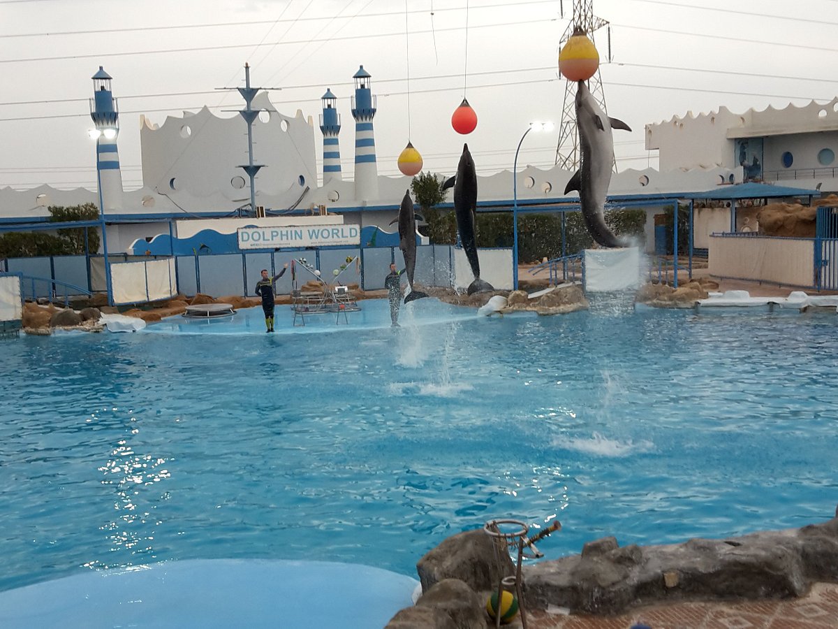 Dolphin World, Хургада: лучшие советы перед посещением - Tripadvisor