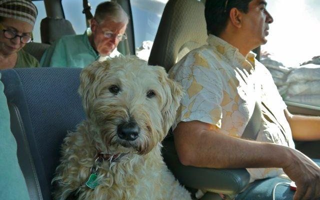 All kind of passengers are welcome! pet friendly 