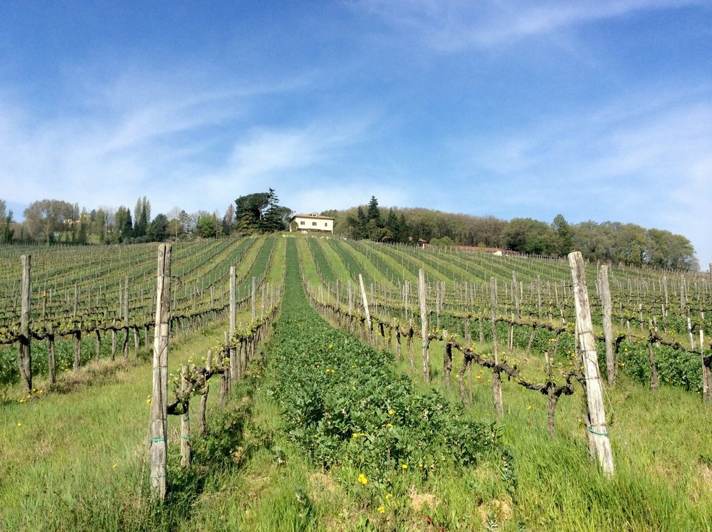 THE 10 BEST Umbria Wineries & Vineyards (with Photos) - Tripadvisor