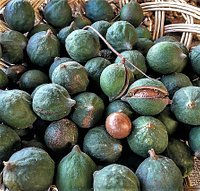 En la Ecoferia de La Reina, en Santiago de Chile, se encuentran preciosas rarezas como esta: macadamias de Alto del Carmen, provenientes del norte del país.