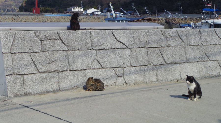 港の猫たち
