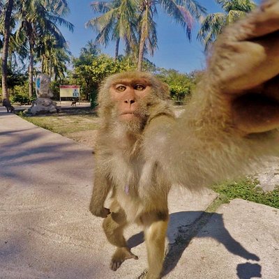 Monkey selfie moment. :) A monkey reaching for a piece of fruit I put on my GoPro camera produced this funny photo in Vietnam. :)