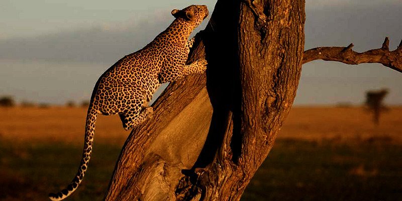 Meru Slopes Tours And Safaris Arusha 2023 Lohnt Es Sich Mit Fotos
