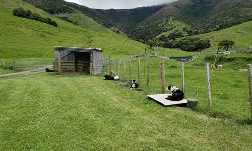 We saw 2 collie dogs that are trained for sheep herding, and 2 guard dogs