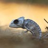 BlurpleCheebra