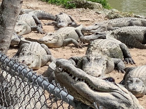 GATORAMA: BRAMIDOS, RUGIDOS E O ENCANTO DA VELHA FLÓRIDA