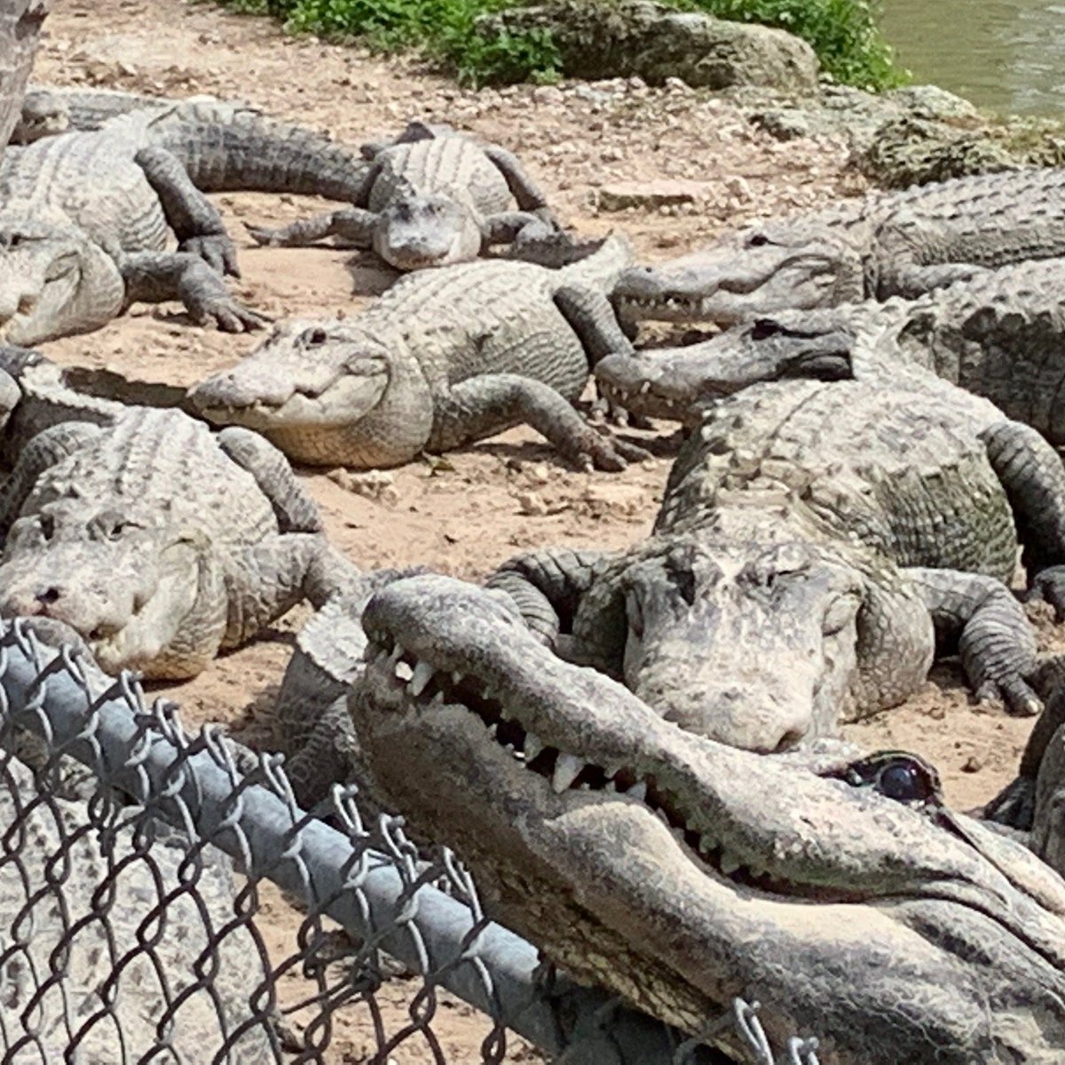 Everglades Alligator Farm