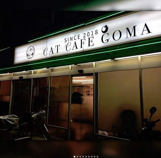 22年 猫カフェgoma 行く前に 見どころをチェック トリップアドバイザー 22年 猫カフェgoma 行く前に 見どころをチェック トリップアドバイザー