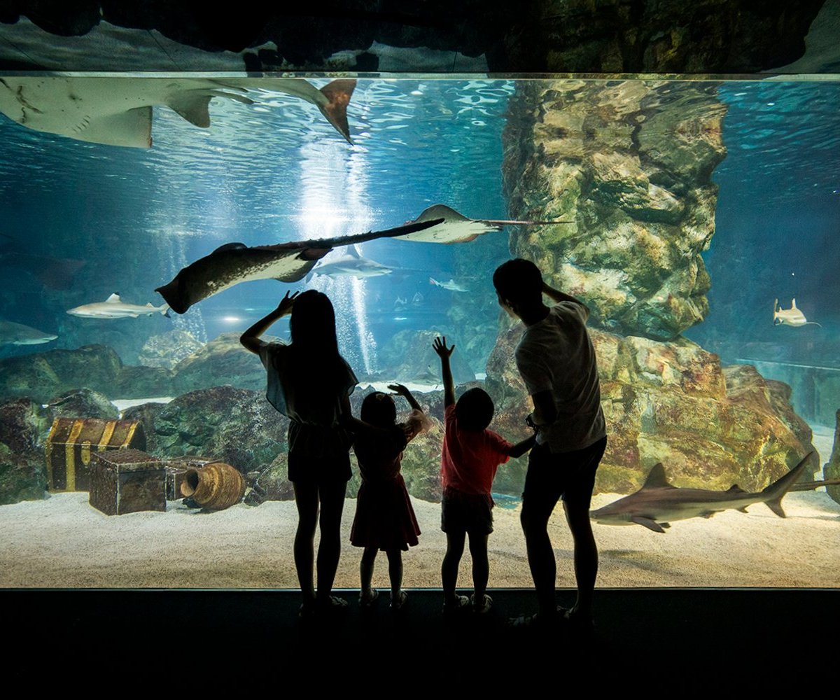 Coex Aquarium - O que saber antes de ir (ATUALIZADO Julho 2024)