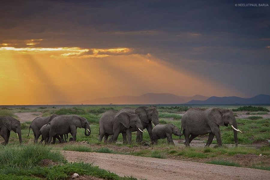 karibu safaris in kenya photos