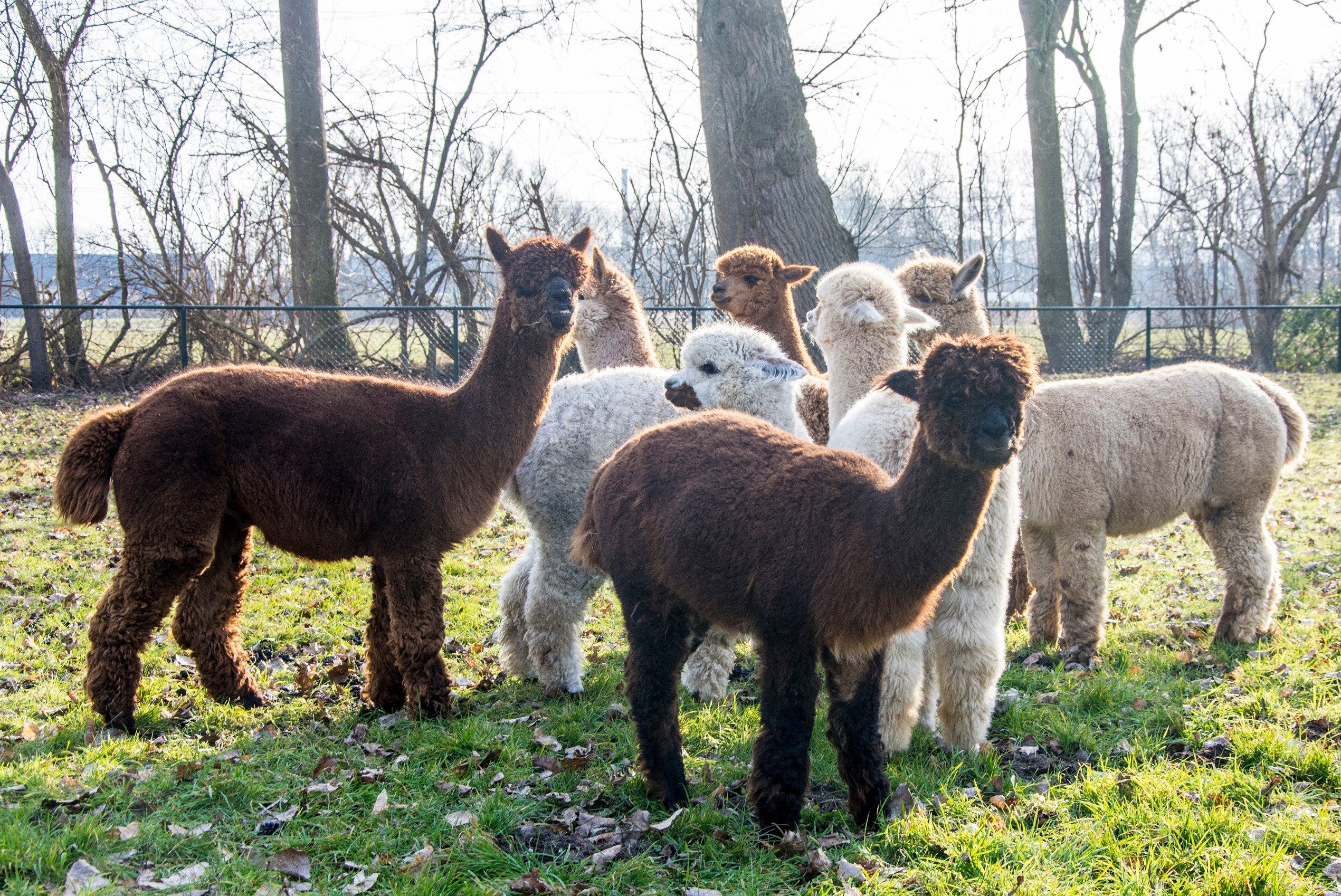 Alpaca Zeeland All You Need to Know BEFORE You Go 2024