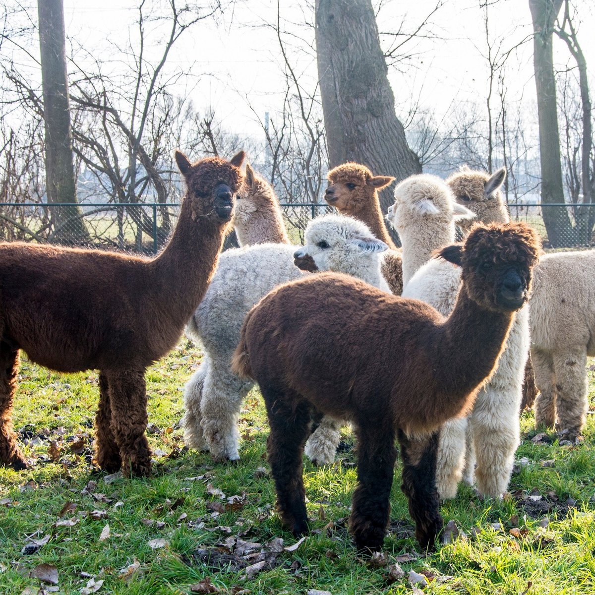 Alpaca farm