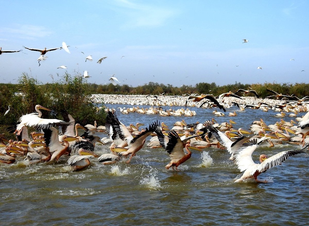 Djoudj National Bird Sanctuary (Saint-Louis) Most Beautiful Places in Senegal-CrazynewsX