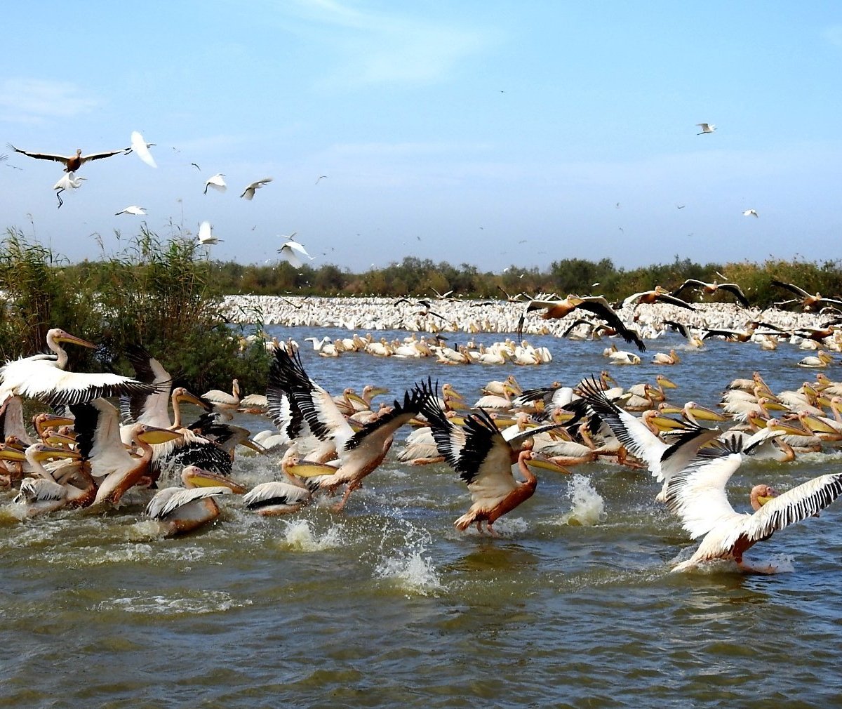 Djoudj National Bird Sanctuary - All You Need to Know BEFORE You Go (2024)