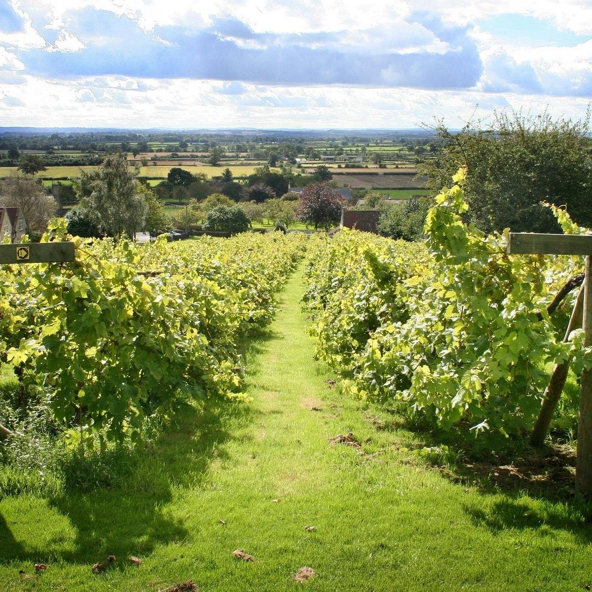 Wraxall Vineyard (Shepton Mallet) All You Need to Know BEFORE You Go