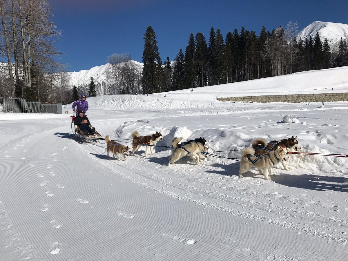 Хаски-центр, Эсто-Садок: лучшие советы перед посещением - Tripadvisor