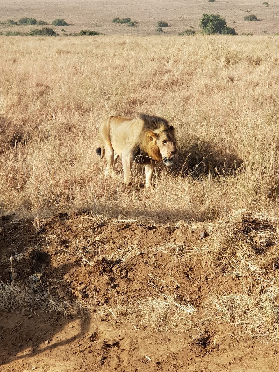 OLOLO SAFARI LODGE & FARM (Кения/Найроби) - отзывы, фото и сравнение цен -  Tripadvisor