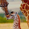 giraffe0514
