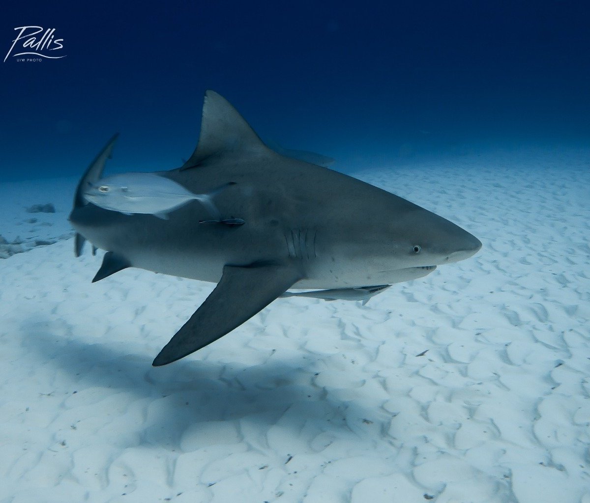 diversity diving playa del carmen