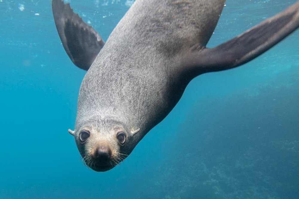 Dive! Tutukaka - All You Need to Know BEFORE You Go (2024)