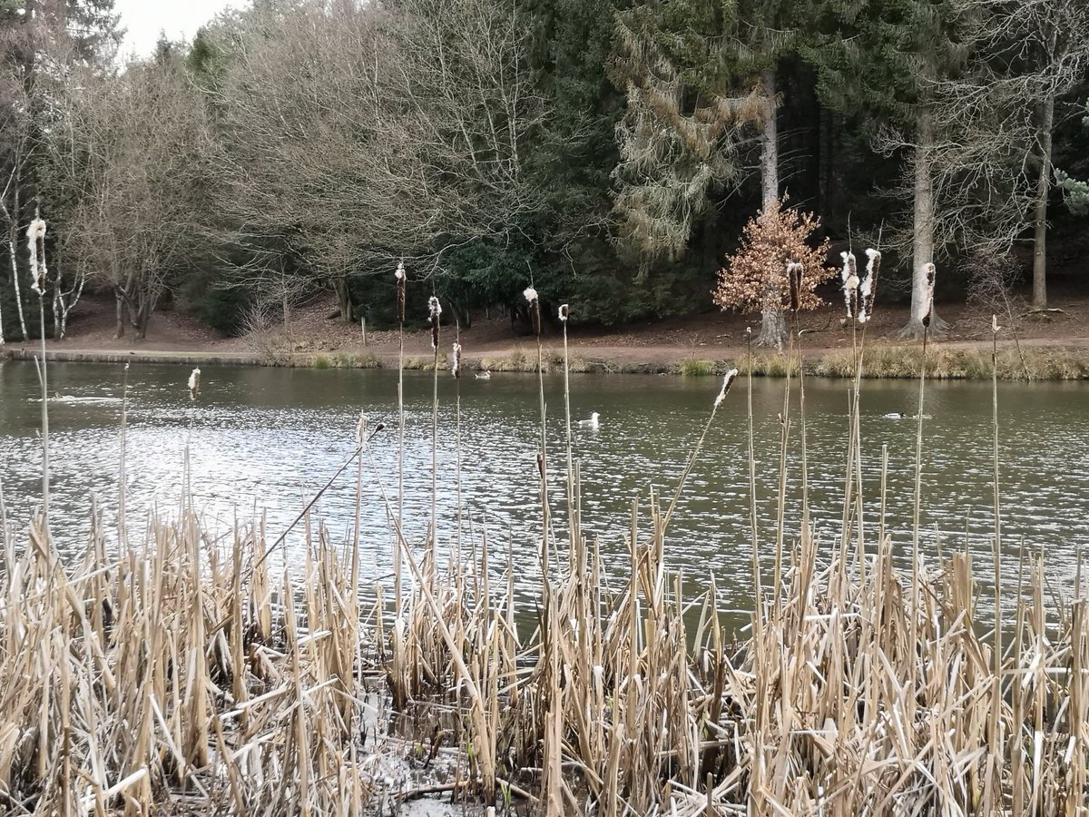 Can You Use Pike Lake Trail On Christmas 2022 Mallards Pike (Cinderford) - 2022 All You Need To Know Before You Go (With  Photos) - Tripadvisor