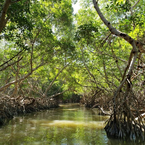 Mangroves of Dzinitun (Celestun) - 2022 All You Need to Know BEFORE You ...