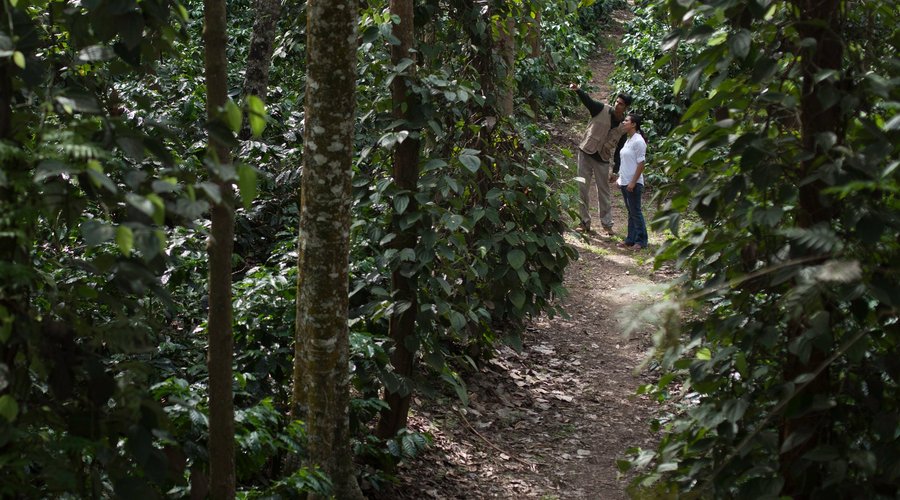 Plantation Walk