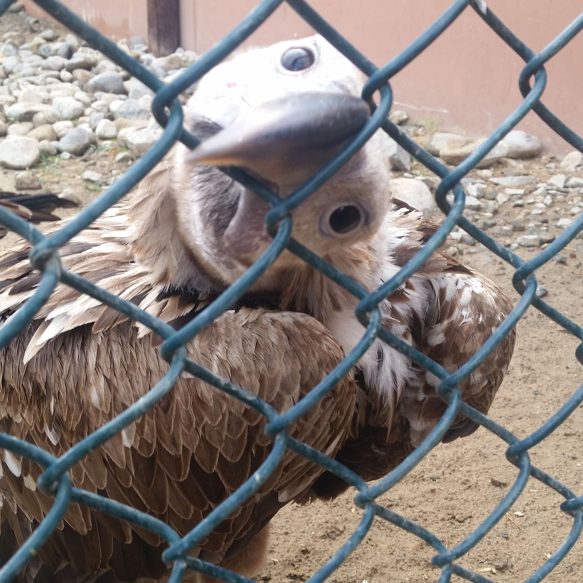 National Bird of Prey Centre - All You Need to Know BEFORE You Go (with  Photos)