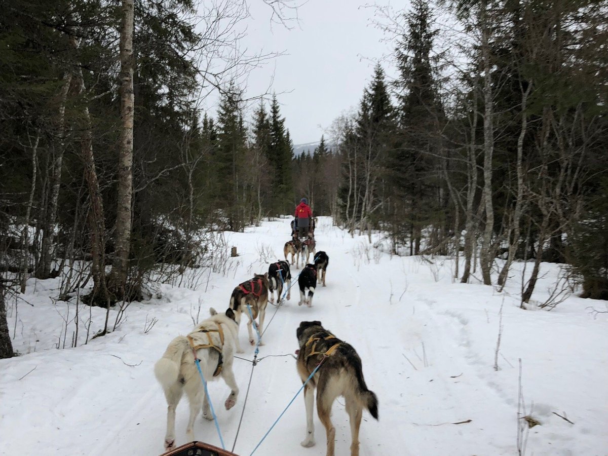 Are Sleddog Adventures (Undersaker) - All You Need to Know BEFORE You Go