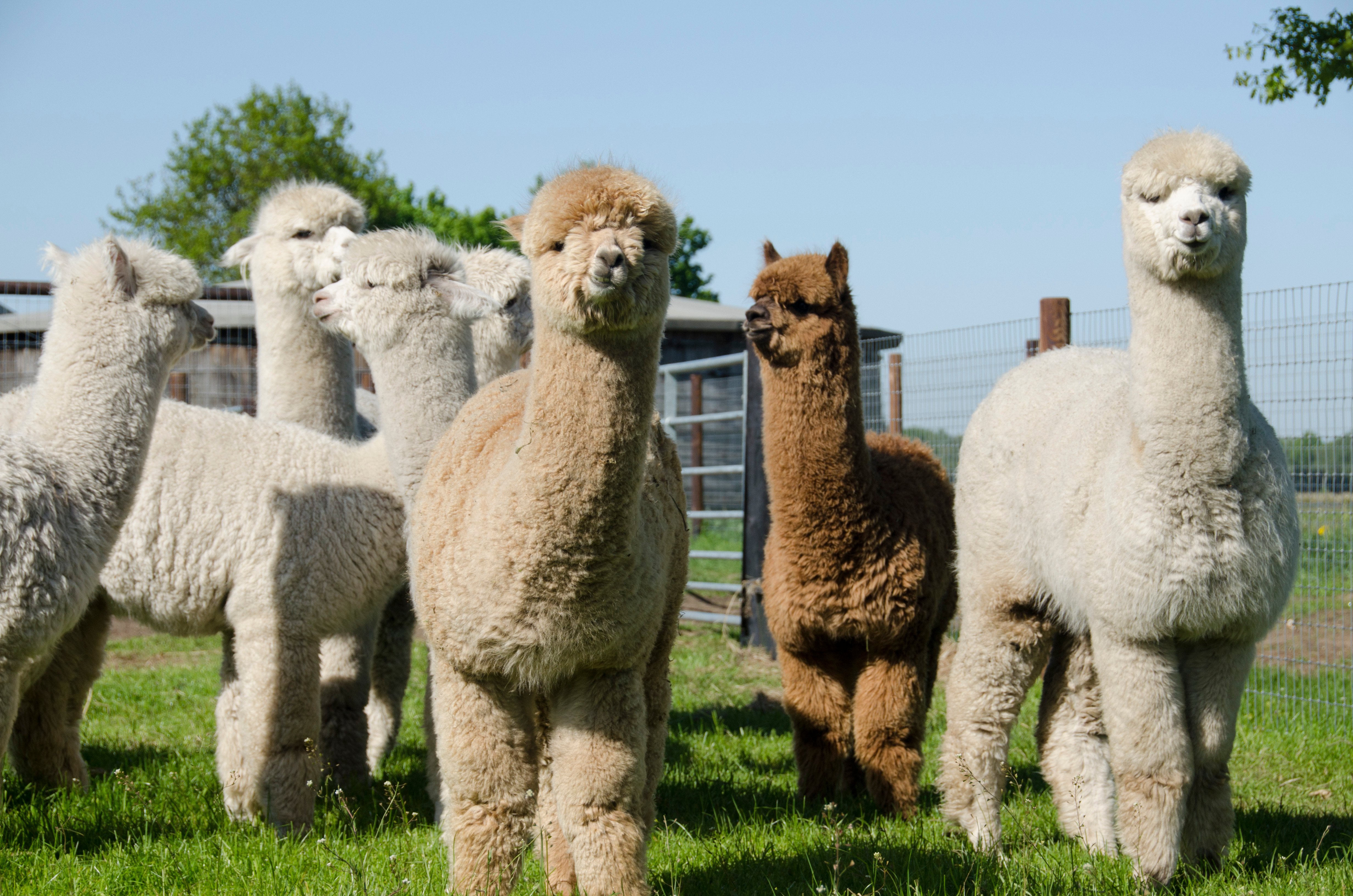 Alpacafarm Vorstenbosch Lohnt es sich Aktuell f r 2024 Mit fotos