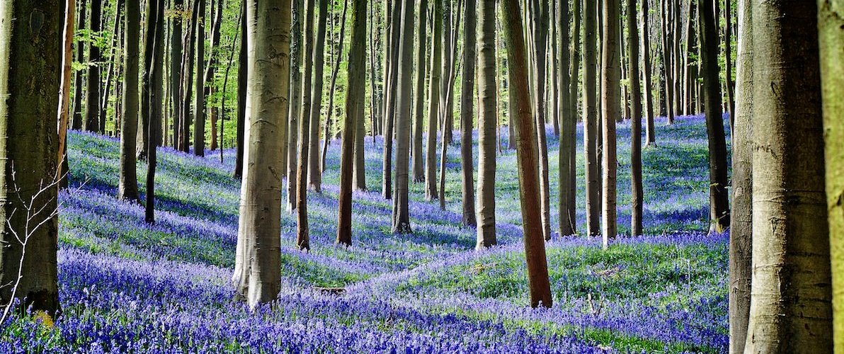 La prima volta che vedi il bosco di Halle è un'emozione, ricoperto dal manto d'indaco perfetto dei giacinti selvatici. È il miracolo della natura, e di luoghi che ancora, sempre, possono riempire la nostra vita di magia. Sulle pagine di traveller/vanityfair abbiamo selezionato 12 viaggi di sola poesia.