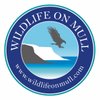 Wildlifeonmull
