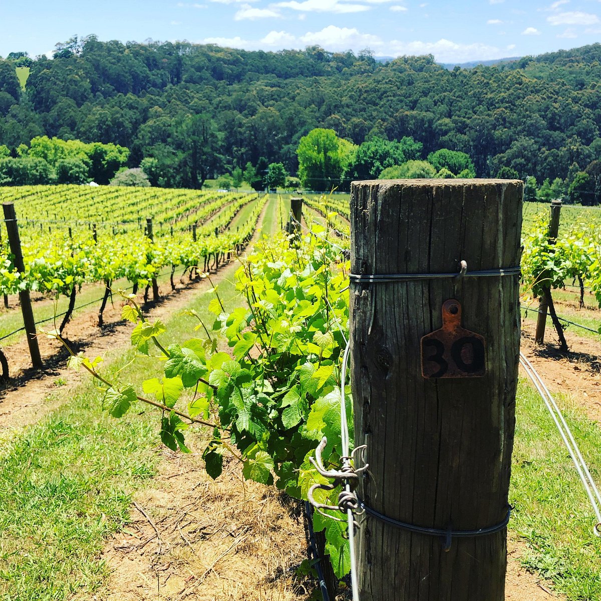 grape explorations australia wine tours