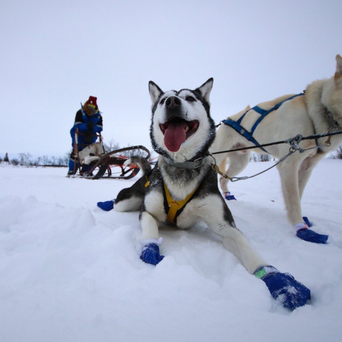 why do sled dogs wear booties