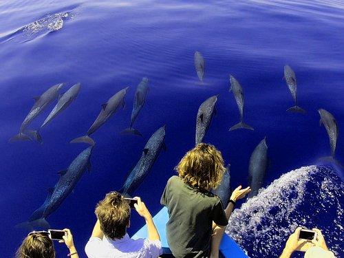 Where to Swim with Dolphins in Las Vegas