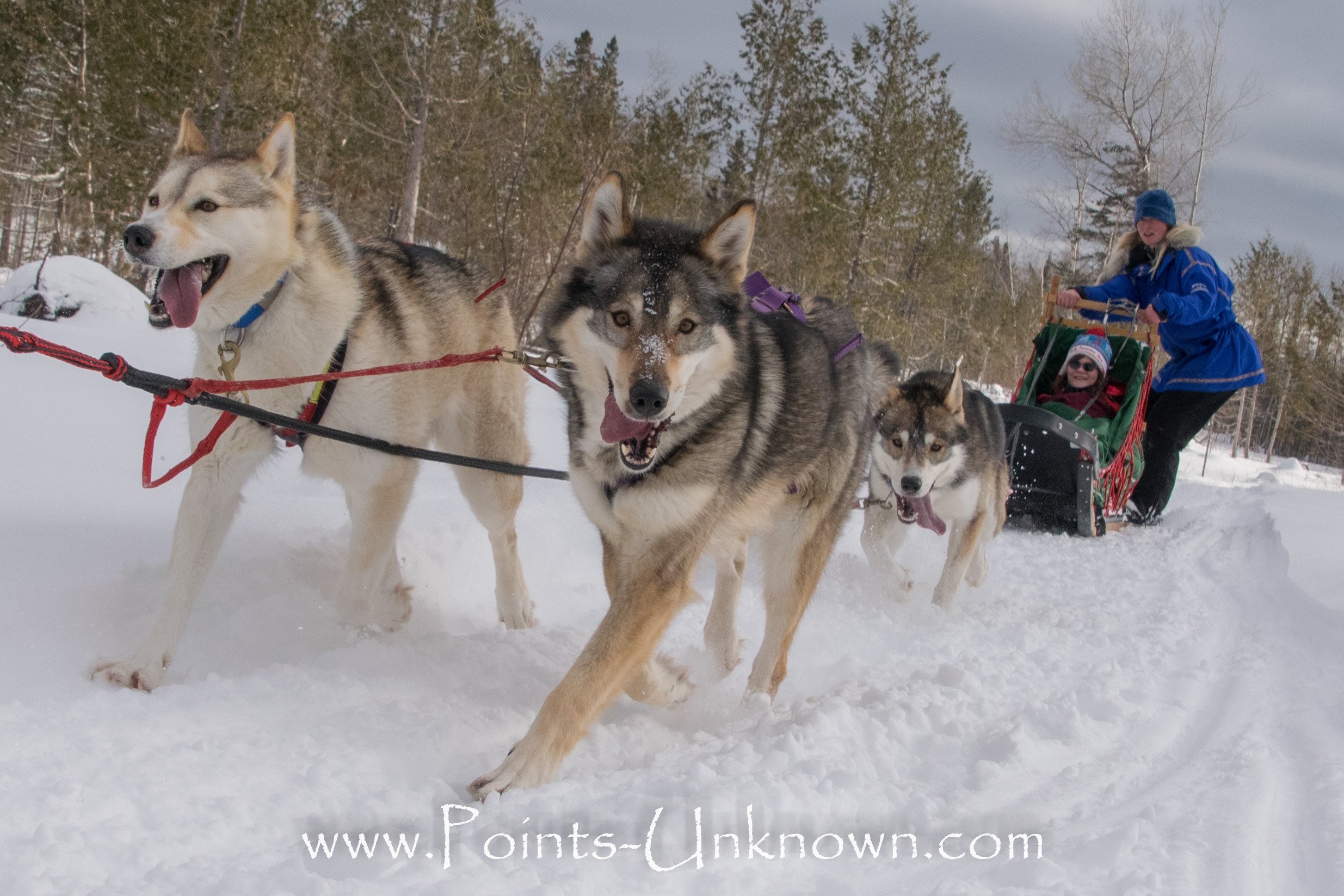 Points unknown shops dog sledding