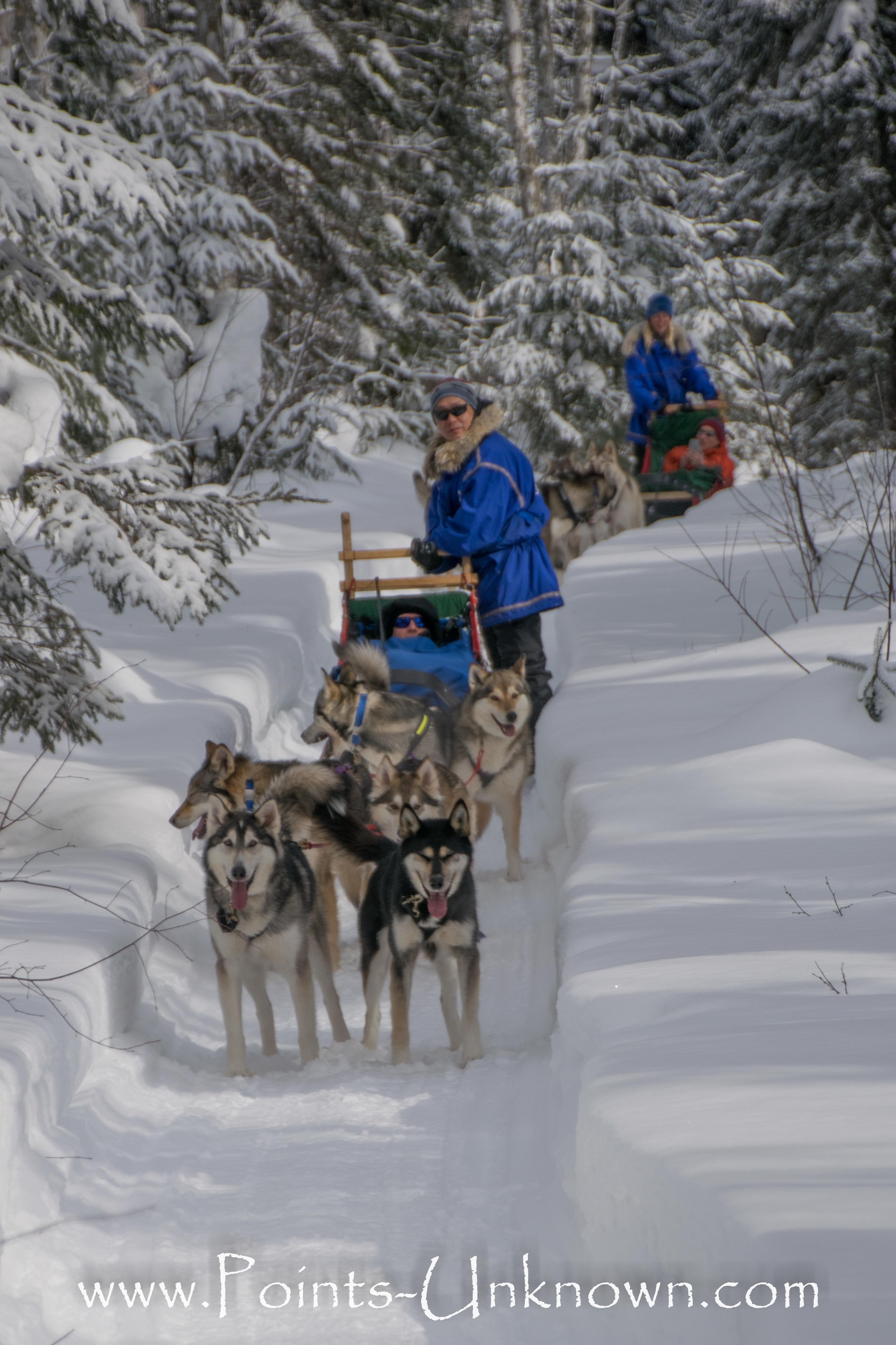 Points unknown dog sledding fashion