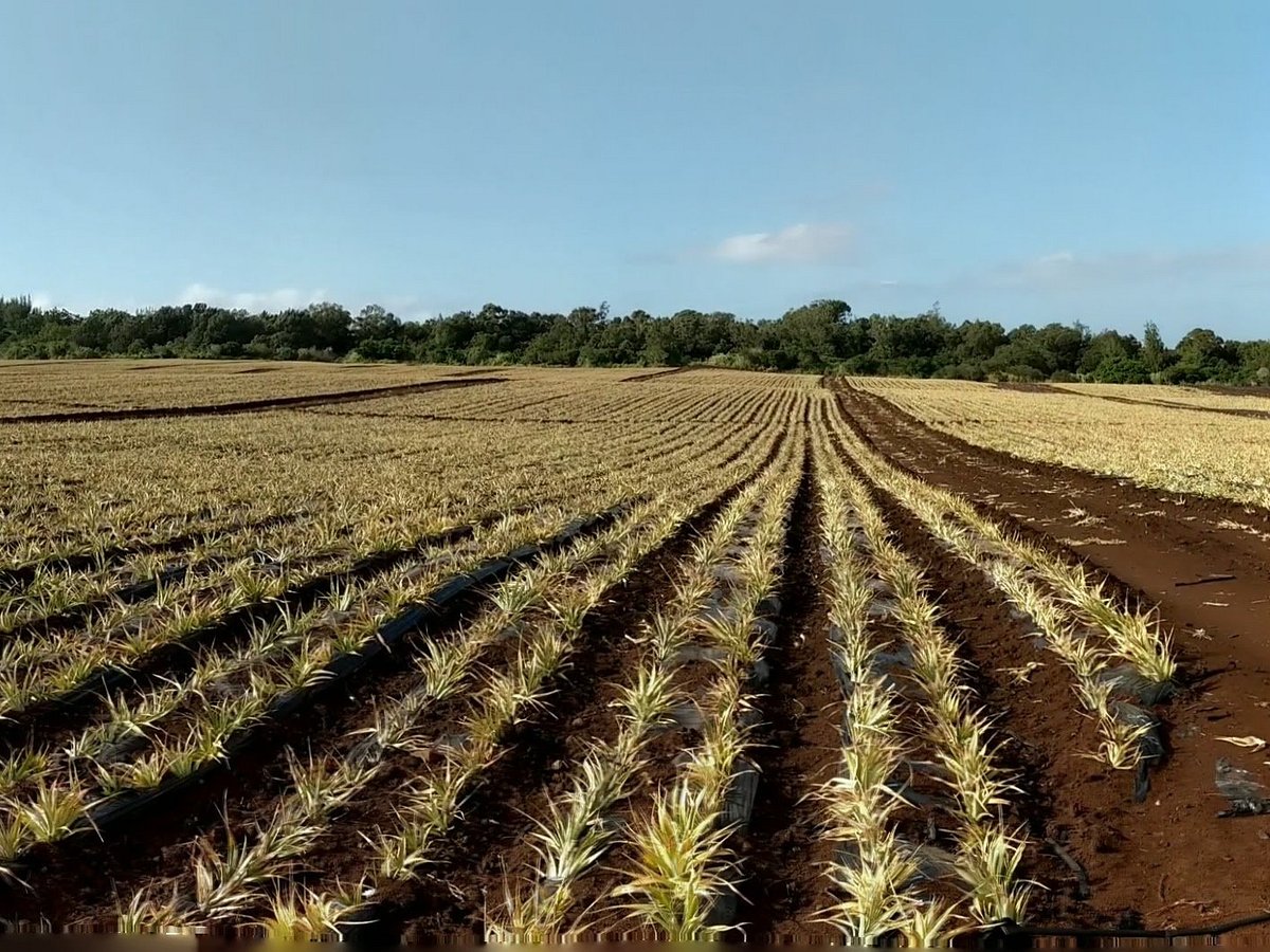 MAUI PINEAPPLE TOUR (Makawao) 2022 What to Know BEFORE You Go