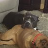 LovePits
