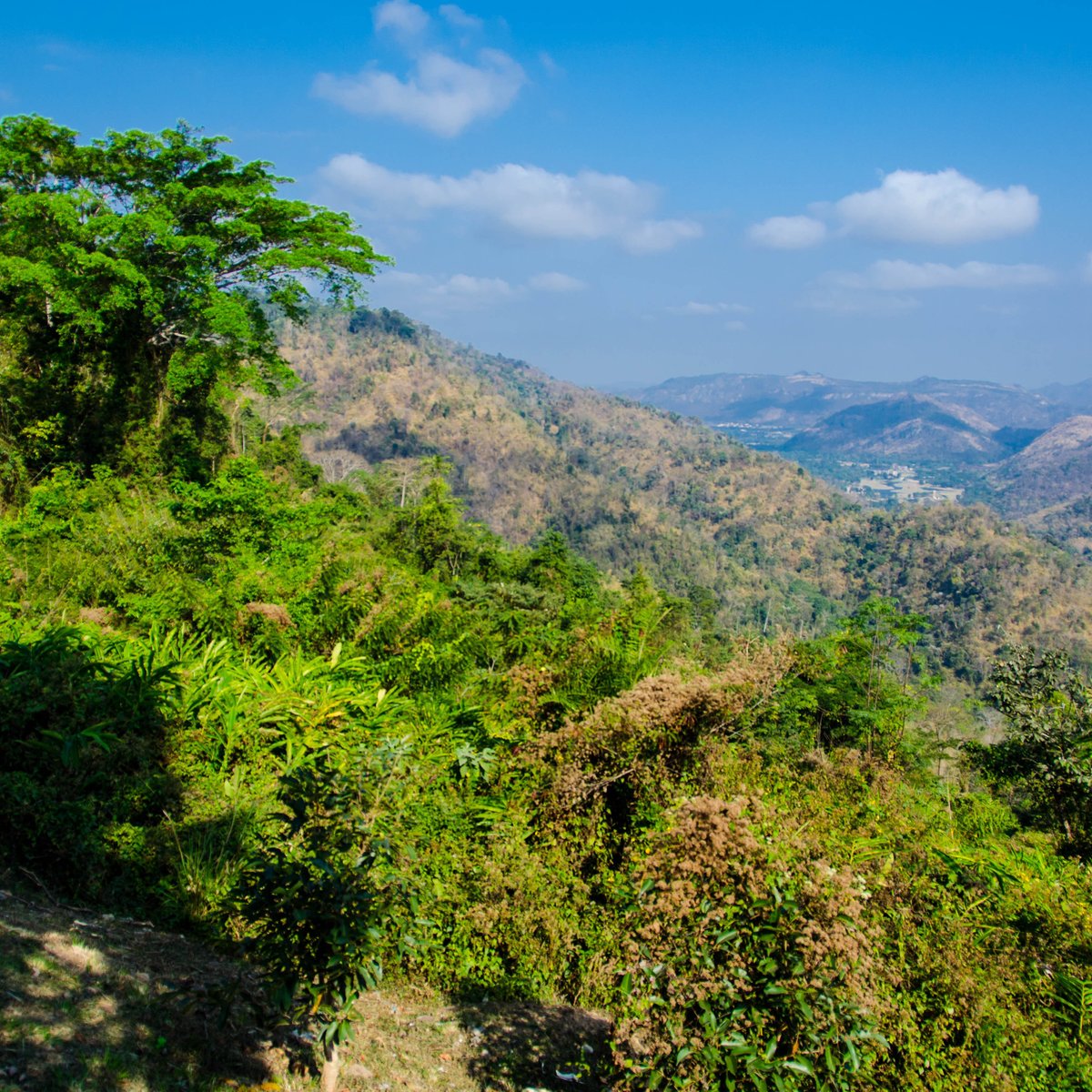 List 91+ Pictures khao yai national park photos Excellent