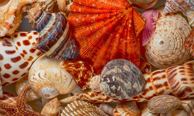 Sanibel Seashell Industries (2025) - All You Need to Know BEFORE You Go ...